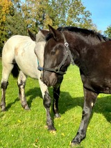 Ferienwohnung in Gr&ouml;mitz - "Pappelhof - Whg. 6" - Bild 22