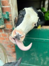 Ferienwohnung in Gr&ouml;mitz - "Pappelhof - Whg. 6" - Bild 23