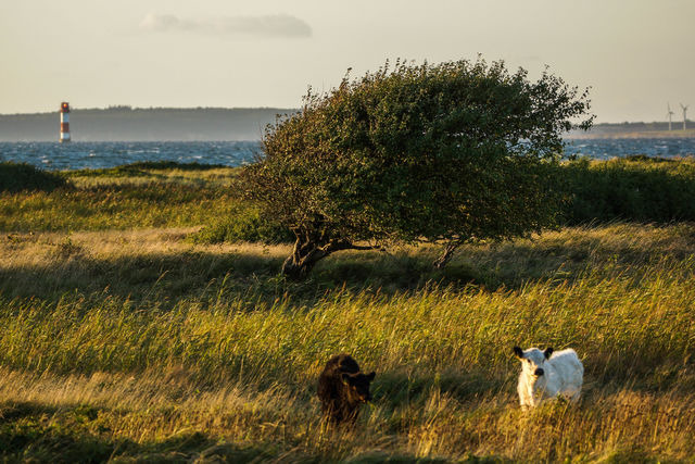 Ferienhaus in Gelting - Paulsen Häuschen - Schloss Gelting - Bild 18