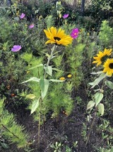 Ferienwohnung in Steinbeck - MP 3 Küstenkind - Bild 14
