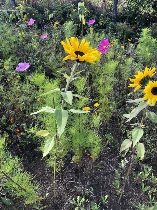 Ferienwohnung in Steinbeck - MP 2 Leuchtturm - Bild 13