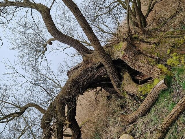 Ferienwohnung in Lütow - Ferienhaus Köhler Am Walde , Urlaub mit Hund - Bild 13