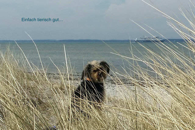 Ferienwohnung in Wendtorf - Whg. Muschelsucher - Haus Nordlichter - Bild 21