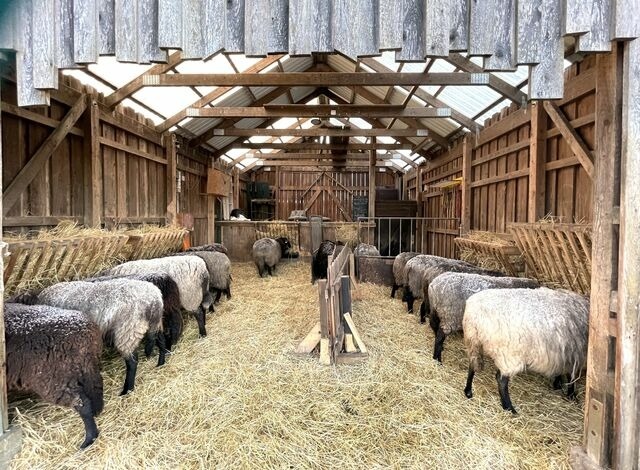 Ferienwohnung in Wagersrott - Zirkuswagen auf dem Lämmerhof - Bild 10