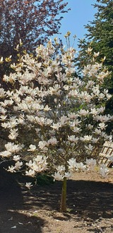 Ferienwohnung in Heiligenhafen - FeWo Todeskino "Strandgut" in Heiligenhafen - Bild 22
