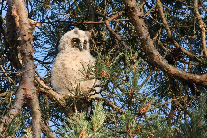 Ferienhaus in R&ouml;vershagen - Piratenburg R&ouml;vershagen - Bild 23